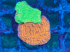 Grafted Jawbreaker Monitpora Frag