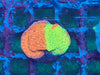 Grafted Jawbreaker Monitpora Frag