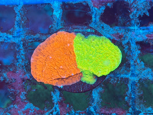 Grafted Jawbreaker Monitpora Frag