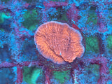 Grafted Firecracker Montipora Frag