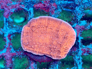 Grafted Firecracker Montipora Frag