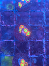 Goblin's Fire Zoa
