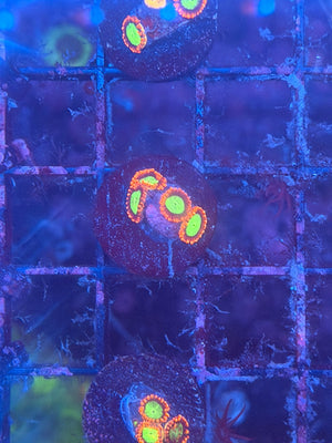 Goblin's Fire Zoa