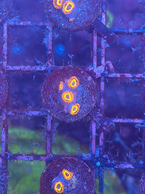 Fruit Loop Zoa
