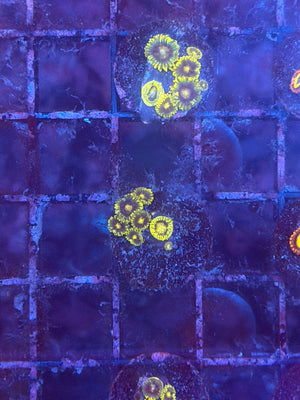 Sunbeam Shuriken Zoa