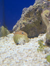 Pink and Green Coral Goby