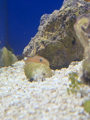 Pink and Green Coral Goby