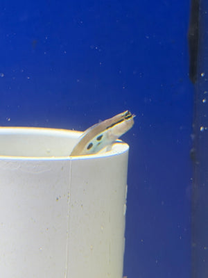 Twin Spot Bimaculatus Blenny