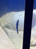 Neon Blue Cleaner Goby