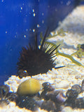 Needle Pincushion Urchin
