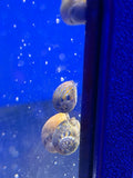 Nerite Snail