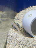 Diamond Watchman Goby