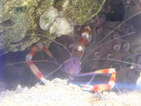 Banded Coral Shrimp