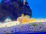 Citron Clown Goby