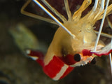 Scarlet Skunk Cleaner Shrimp