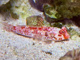 Red Starry Scooter Blenny