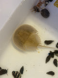 Horseshoe Crab