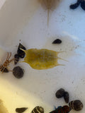 Longhorn Cowfish