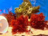 Red Graciliara Dragon's Breath Macroalgae