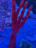 Red Tree Sponge