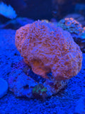 Yellow/Orange Ball Sponge