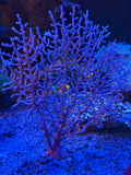 Colored Fan Gorgonian, Large