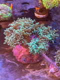 Purple Tip Frogspawn Colony