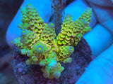 Small Acropora Colonies