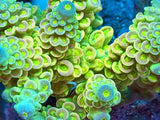 Small Acropora Colonies