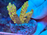 Small Acropora Colonies