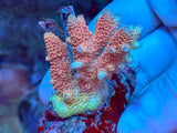 Small Acropora Colonies