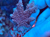 Small Acropora Colonies