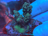 Small Acropora Colonies