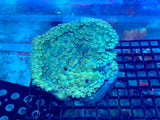 Green Pagoda Cup Coral