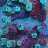 Green Candy Cane Coral