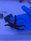 Fromia Starfish