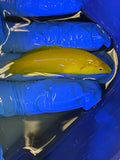Yellow Coris Wrasse