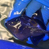 Niger Triggerfish