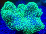 Green Tip Blue Toadstool Leather Coral