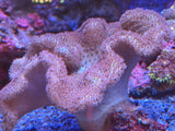 Fiji Yellow Toadstool Leather Coral