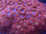 Purple People Eater Zoanthids Coral