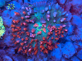 Red St. Thomas Mushroom Coral