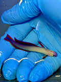 Purple Firefish Goby