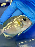 Epaulette Tang