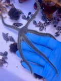 Green Brittle Sea Star