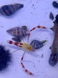 Banded Coral Shrimp