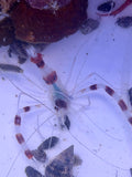 Banded Coral Shrimp