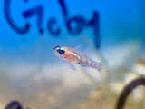 Masked Goby