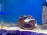 Sharknose Goby - Aquacultured