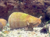Strawberry Conch